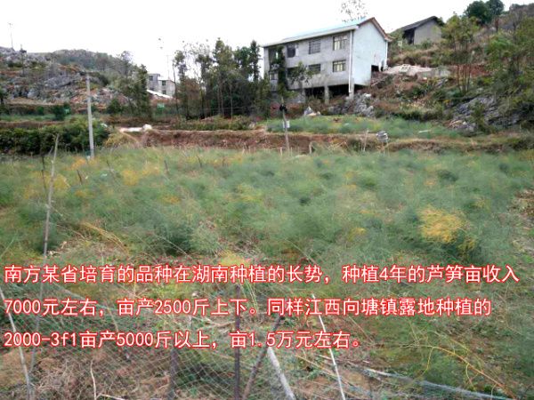 2016.12.22——不同品種產量與長勢的差別巨大