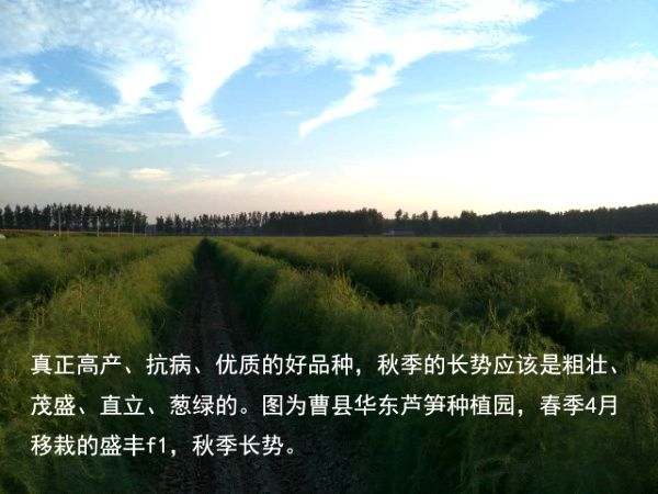 2016.12.22——不同品種產量與長勢的差別巨大