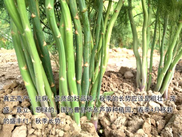 2016.12.22——不同品種產量與長勢的差別巨大