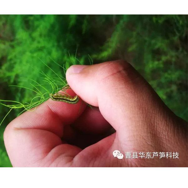 2020跟我學種蘆筍-16：蘆筍蟲害防治