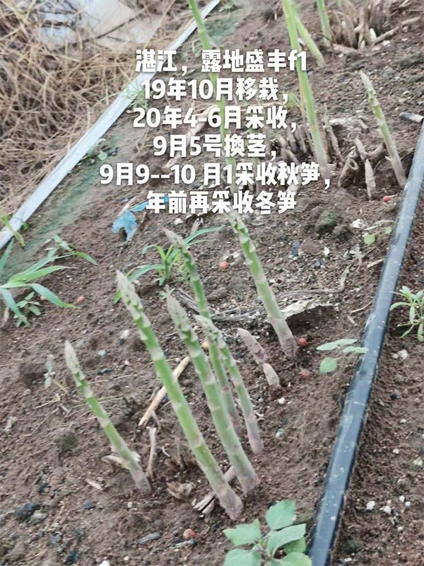 去年10月種植，現在開始第二次采收