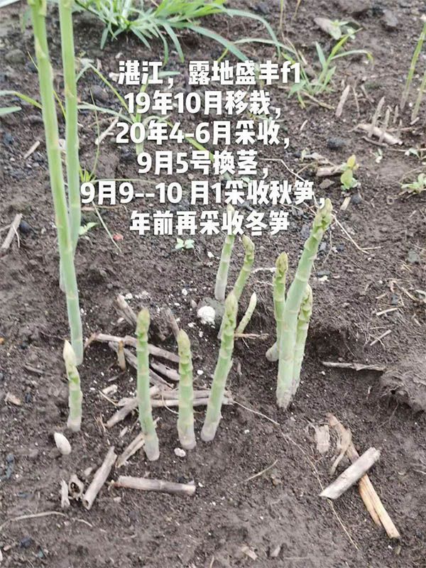 去年10月種植，現在開始第二次采收