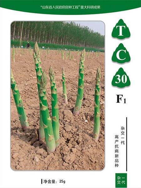 蘆筍種子如何種植？